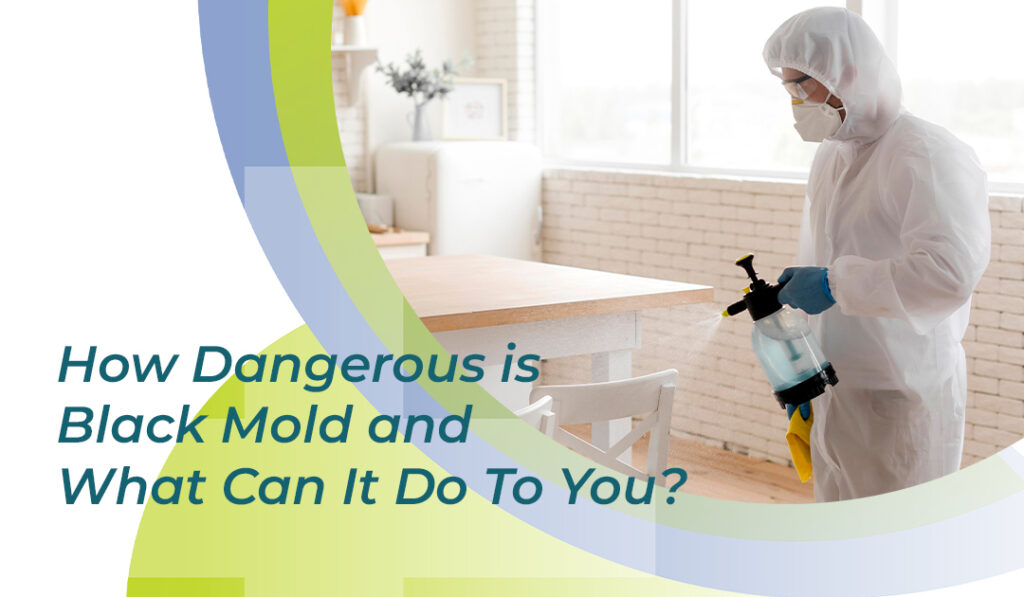 How Dangerous Is Black Mold and What Can It Do to You? blog banner