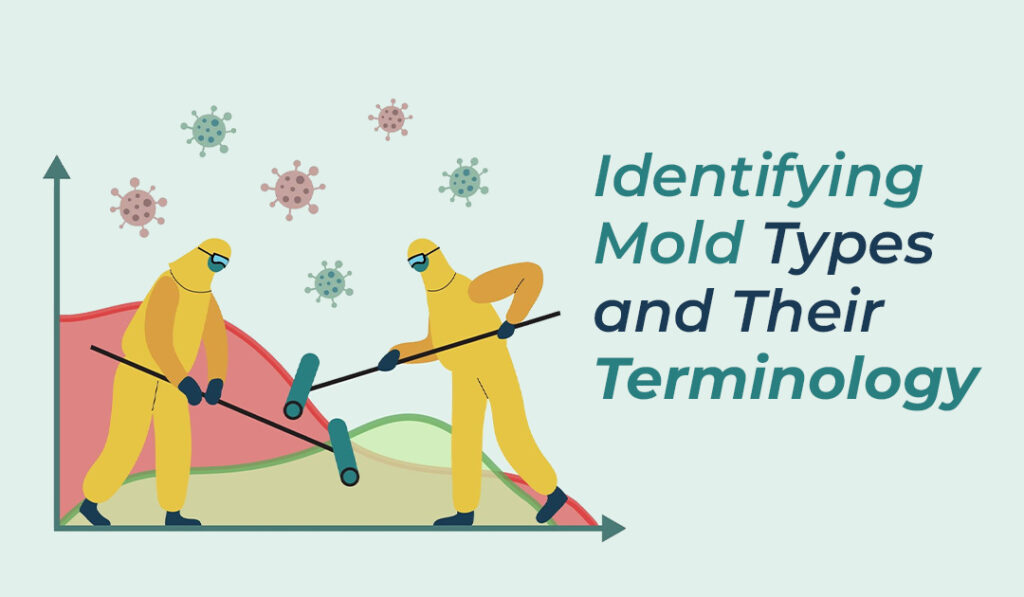 Identifying Mold Types blog banner