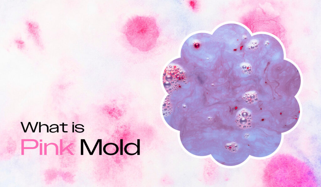 What Is Pink Mold? blog banner